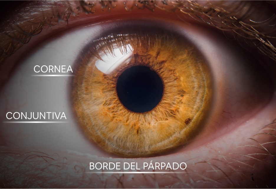Estructuras externas del ojo